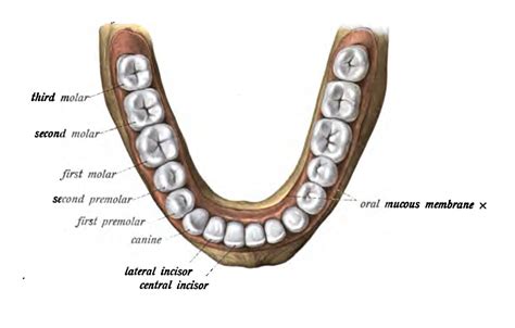 difference     premolar compare  difference  similar terms