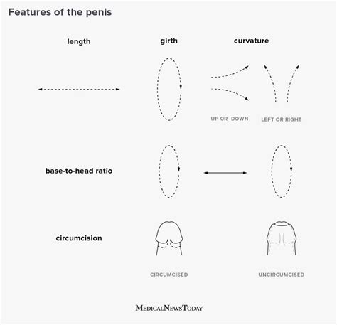 types of penises shape size circumcision and more