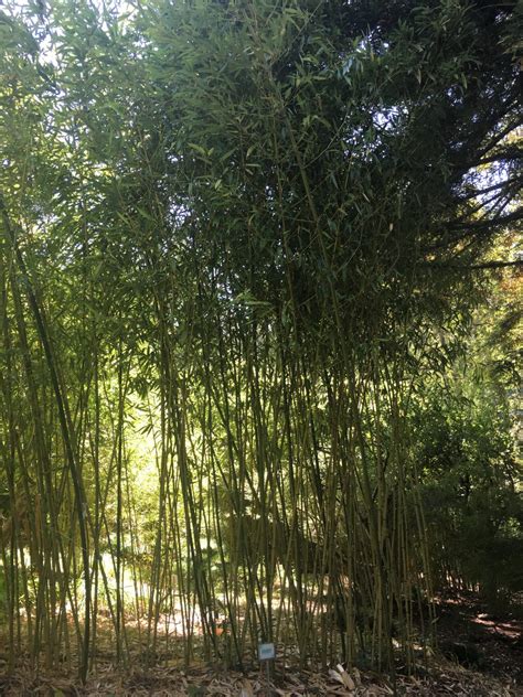 phyllostachys bissetii phby bamboo sourcery nursery gardens