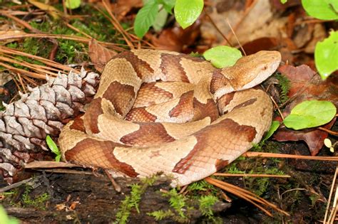 good  bad  outdoors creature feature  copperhead