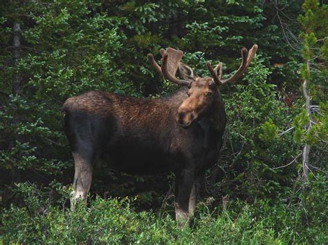 moose alces americanus wildlife journal junior