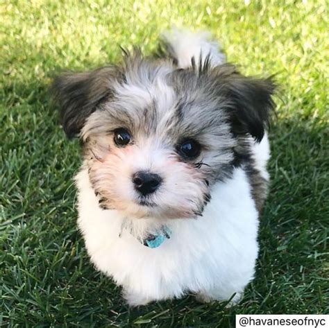 havanese shed  havanese dogs hypoallergenic