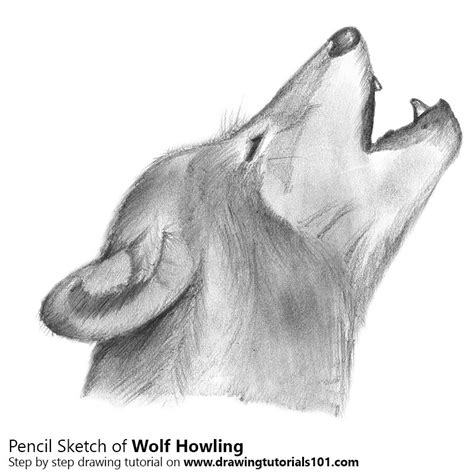 Wolf Howling Pencil Drawing How To Sketch Wolf Howling