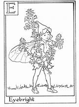 Fairies Eyebright 1774 1302 Barker Coloringhome sketch template