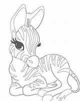 Zebra Coloring Pages Baby Cute Head Sheets Printable Zebras Print Animal Color Tech High Clipart Getcolorings Preschool Colo Getdrawings Choose sketch template