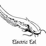 Coloring Electric Designlooter Eel sketch template
