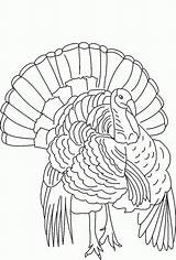 Turkey Coloring Wild Drawing Pages Line Outline Thanksgiving Turkeys Printable Drawings Florida Color Hunting King Body Wood Kids Getdrawings Paintingvalley sketch template