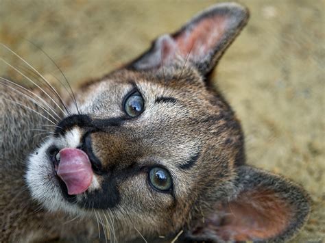 Close Young Puma With Tongue One Of The Rare Pics I Could … Flickr