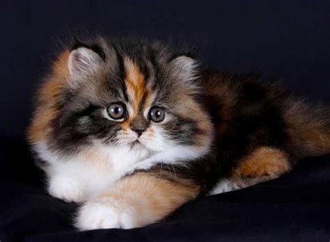 calico chintz persian cat  persiancatdollface persian cat doll face