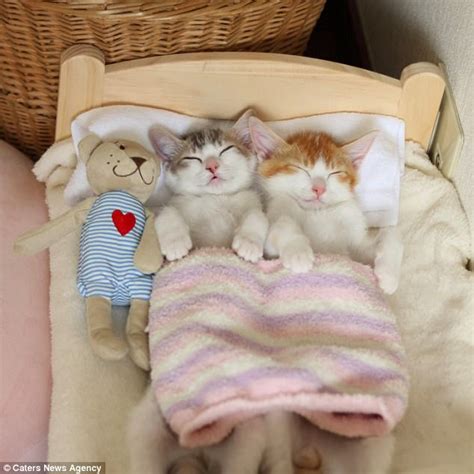 kittens in japan can t sleep unless they cosy up together daily mail online
