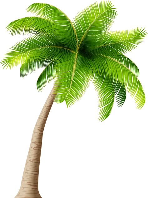 palm tree png clipart image transparent background coconut  png
