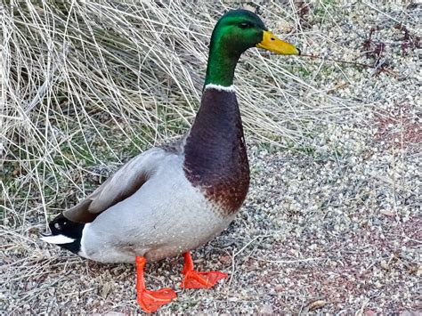 walking arizona mallard duck