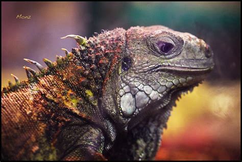 Rainbow Iguana Flickr Photo Sharing