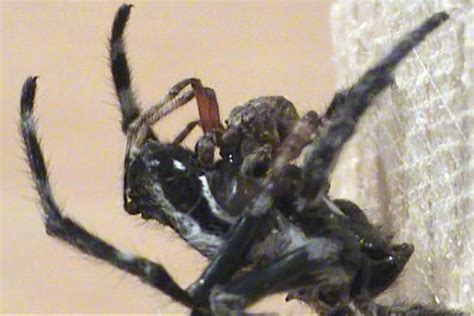 new research highlights oral sex between spiders