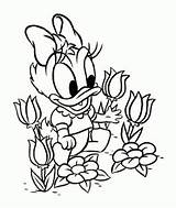 Daisy Coloring Duck Baby Pages Donald Disney Kids Color Flower Printable Easter Print Dasiy Beautiful Getcolorings Getdrawings Colouring Cute Duckling sketch template