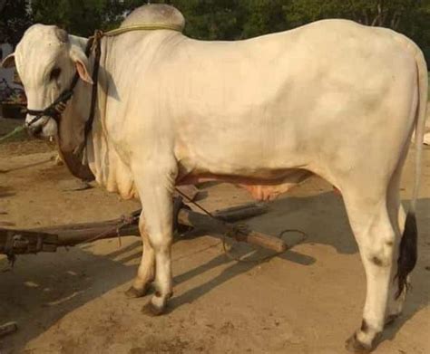 ongole cattle features  characteristics agri farming