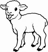Sheep Coloring Baby Lamb Cute Pages Drawing Born Print Laughing Colouring Printable Kids Color Sheet Getcolorings Getdrawings Everfreecoloring sketch template