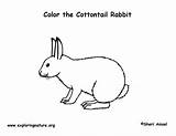 Coloring Rabbit Cottontail Exploringnature sketch template