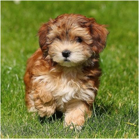 havanese dog puppies breed facts pictures price temperament