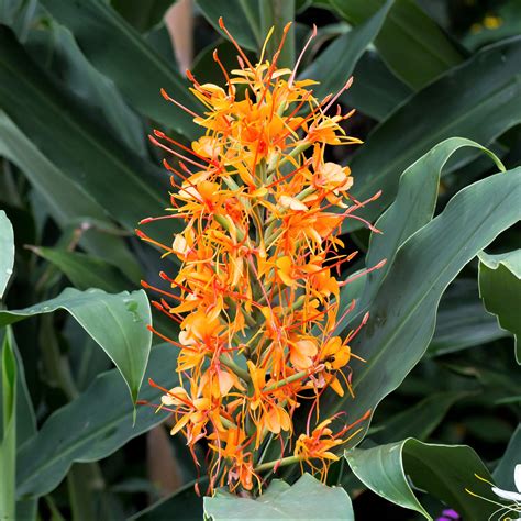 ginger fragrant aurantiacum easy  grow bulbs