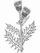 Thistle Flower Coloring Plant Creeping Pages Clipart Cirsium Arvense Weed Drawing Line Clip Milk Svg Ku Vector Weeds Cliparts Clker sketch template