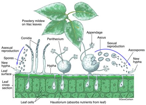 Powdery Mildew Structure And Life Cycle Carlson Stock Art