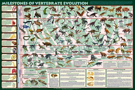 milestones  vertebrate evolution extraordinary poster  feenixx