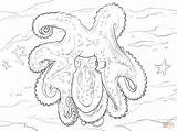 Coloring Octopus Pages Spider Cartoon Printable Drawing sketch template