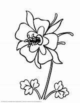 Flower Columbine Colorado Coloring Pages Flowers Drawing Blue State Tree Mexico Line Drawings Color Gif 04kb 2550 3300px Recommended Printable sketch template