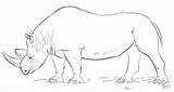 Rhino Coloring Pages African Rhinos Printable Drawing Kids Realistic Animals Supercoloring Animal Drawings sketch template
