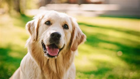 feel good clip shows golden retriever  loves handyman favorite person