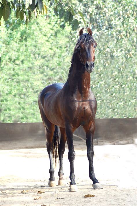 marwari marwari horses arabians majestic horse  beautiful