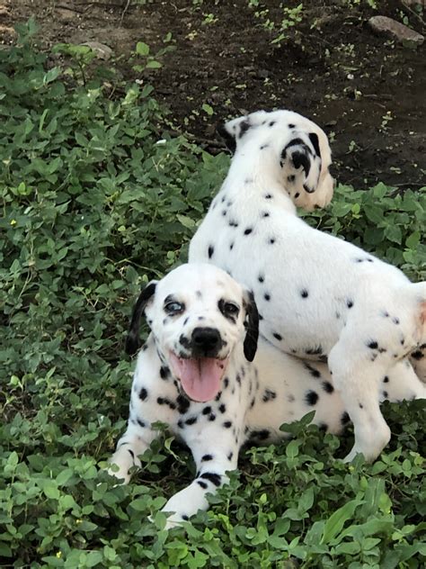 dalmatian puppies  sale rio grande city tx