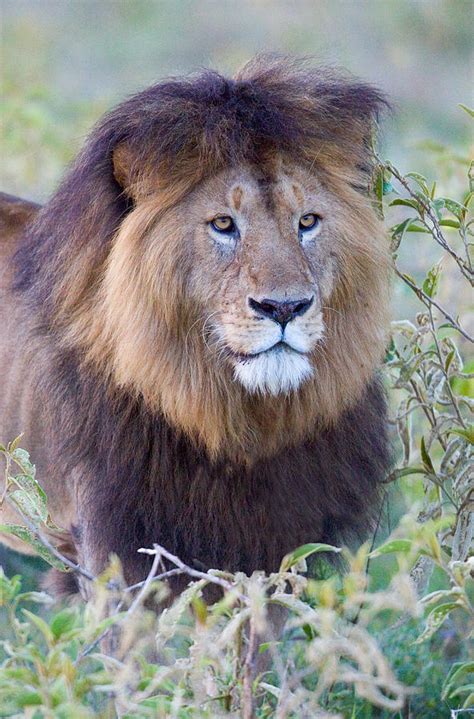 close    black maned lion photograph  panoramic images