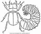 Coloring Stag Beetle Young Beetles sketch template