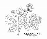 Celandine Plant Medicinal sketch template