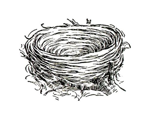 bird nest  dry grass coloring pages bird nest  dry grass