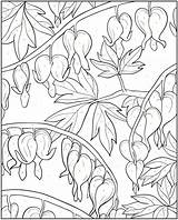 Coloring Pages Bleeding Heart Flower Color Colorir Number Dover Floral Book Hearts Creative Para Colouring Desenhos Adult Flowers Publications Haven sketch template