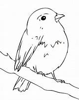 Robin Coloring Pages Bird Kids Bestcoloringpagesforkids Robins Simple Printable Birds sketch template