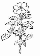 Gardenia Coloring Jasminoides Pages Printable Drawing Categories Supercoloring sketch template