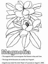 Coloring Magnolia Blossom Louisiana Symbols State Printables States United Designlooter 31kb Getdrawings Leaf Drawing Drawings sketch template