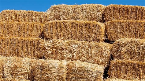 bale  hay cost  horses  price factors