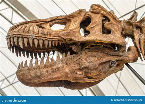 dinosour bones   rex skeleton rig  model maya files