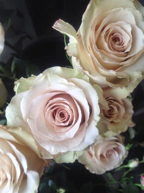 sammys flowers soft hued elegant roses