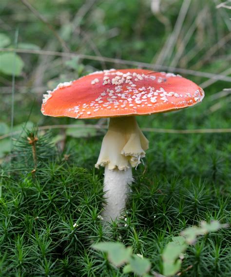 vorsicht giftig foto bild pflanzen pilze flechten pilze flechten natur bilder auf