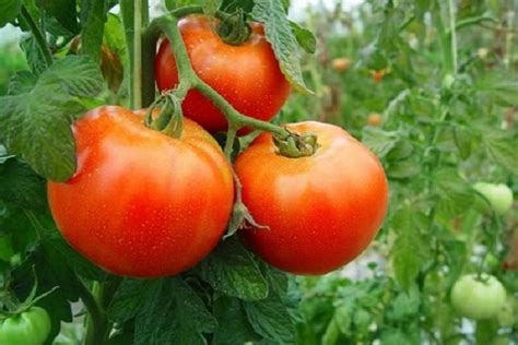 planta tomates en cinco pasos  consigue los mas frescos  deliciosos veoverde nueva mujer