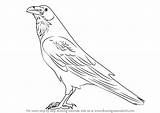 Raven Draw Drawing Step Bird Birds Sketch Drawingtutorials101 Drawings Ravens Board Tutorials Pages Choose Colouring sketch template