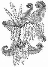 Ferns Fern Pods Floral Welshpixie sketch template