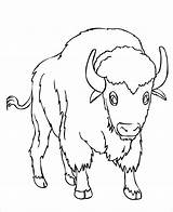 Bison Coloring Pages Printable Kids Bestcoloringpagesforkids Coloringbay Toddlers sketch template
