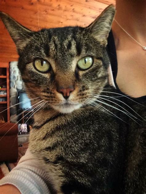 lost cat moreland hills ohio zia